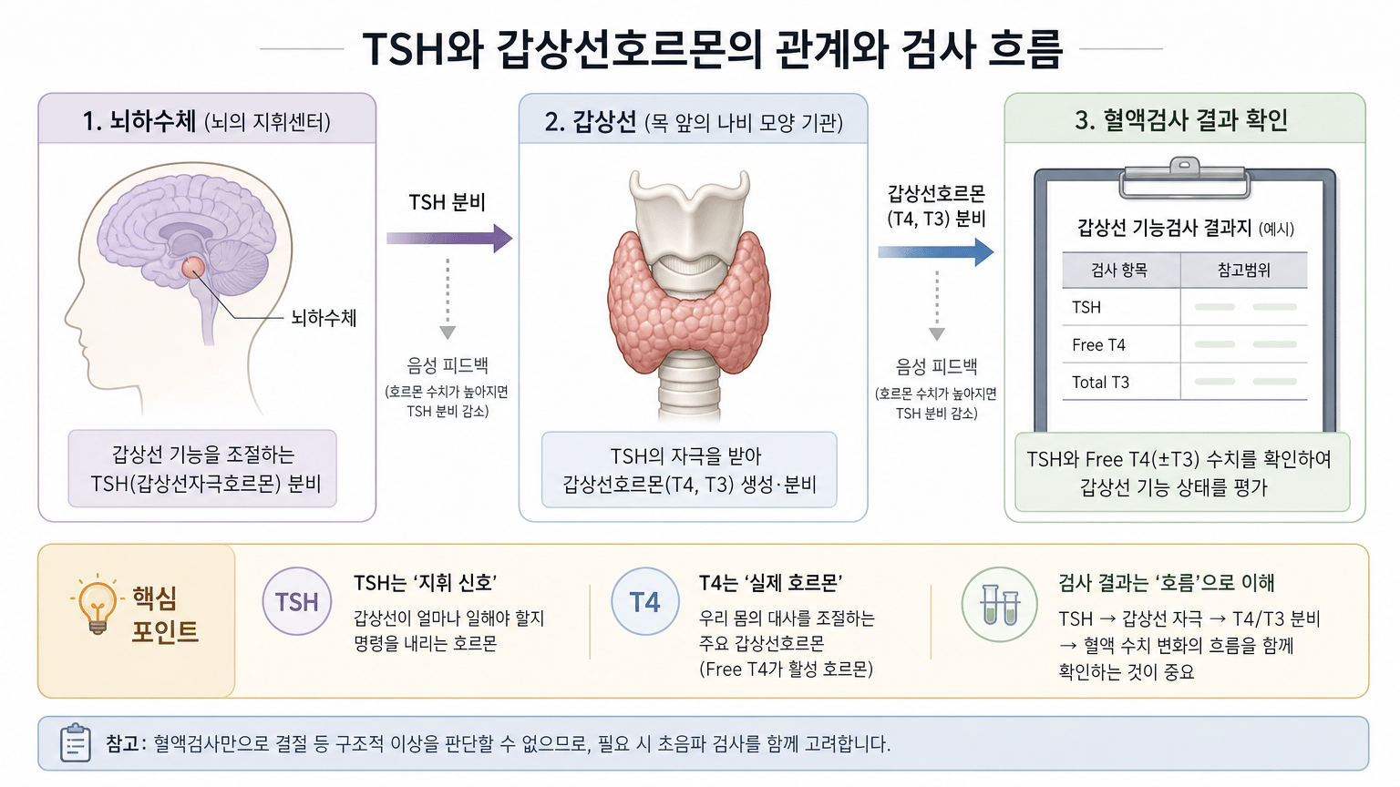 TSH와 갑상선호르몬의 관계를 쉽게 설명